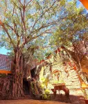 Casa del Arbol Hotels in San Blas
