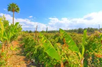 The Vines in Latchi with 3 Bedrooms and 3 Bathrooms