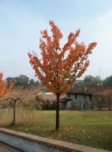 Casa Dei Ciliegi I - Old Farmhouse in the Basso Monferrato