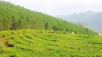 Van Ho Ecolodge - Homestays