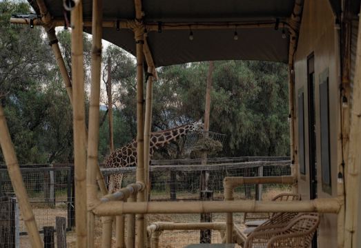 글램핑 레이노 아니말