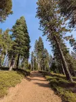 Charming 4-bedroom "Pine Hill Home" in Arnold near Big Trees Park & Bear Valley