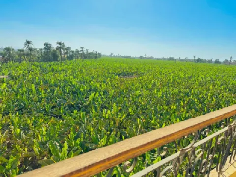 Nubian-style One-Bedroom Apartment! A walk from the Nile and the public ferry 酒店