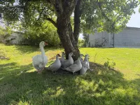 Lydvale Lodge in Lifton Hotels in Lifton