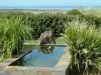 Tower Hill House Near Port Fairy, Beautiful Ocean Views, Nature Reserve, Pets OK