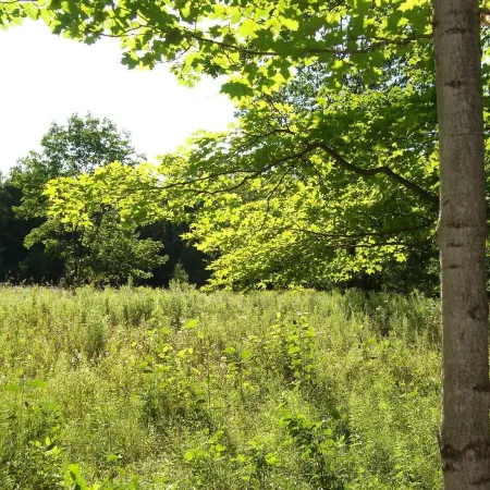 Peace And Tranquility Setting In The Woods!