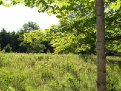 Peace And Tranquility Setting In The Woods!