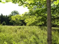 Peace And Tranquility Setting In The Woods!