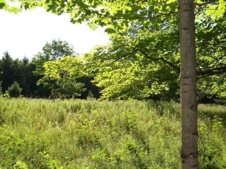 Peace And Tranquility Setting In The Woods! Отели в г. Гибралтар