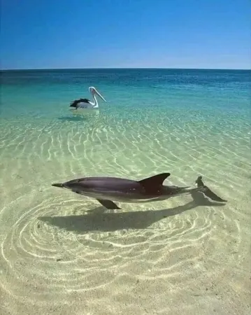 The Blue Heron- Waterfront-Gulf Access-Dock-Pool-Kayaks