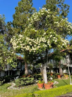 Laguna Hills Lodge-Irvine Spectrum Hotel a 