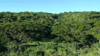 New Listing! Nature's Ridge. Relaxing Vacation In The Lush Tropical Rain Forest