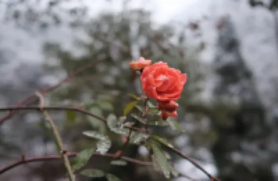 卡冰花園木屋別墅（尚水街1號分店）