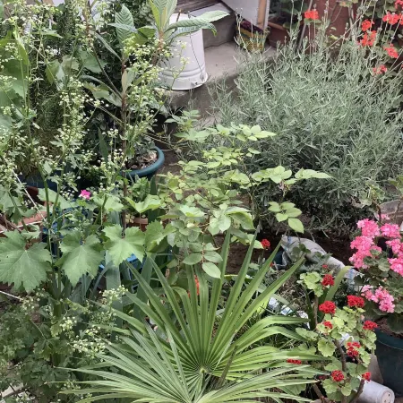 Your House in Tbilisi