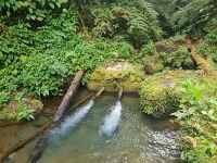 Milani's Bed & Breakfast Hotels in Alfonso