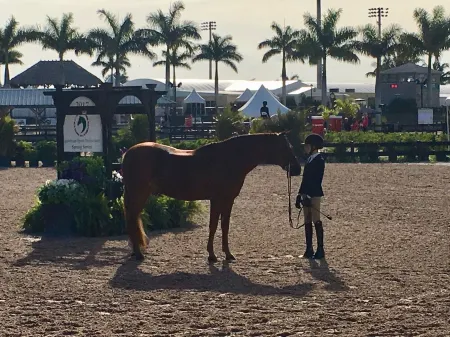 Tropical Oasis ~ Game Room ~ Spectacular Gardens ~ Heated 32' Saltwater Pool