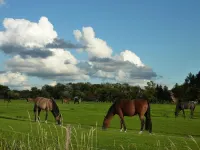 Garden idyll at the Wadden Sea National Park Hotels in Wesselburen