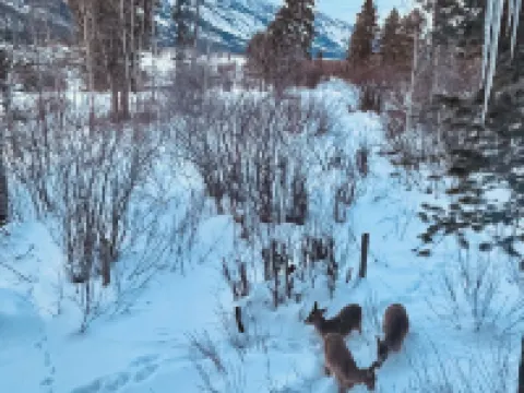 Chalet Retreat w Mountain View’s in Jackson Hole Hotels in Moose Wilson Road