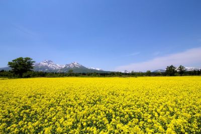 ホテル周辺 旅館 おかやまの写真