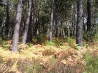 Comfort "hazelnut" A (sleeps 4) Hotels in Vieux-Boucau-les-Bains