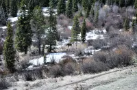 Forest Park 3 bed 4 Bath Twnhm HTJM