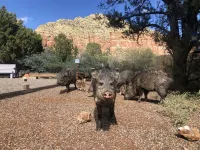 Javelina Heaven- Secluded-Private Trail-King Beds-Wildlife