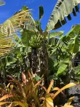 Holualoa Garden Studio-Spring and Summer Specials!!!