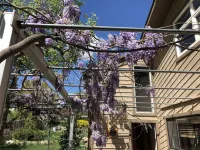 Bohemian Tree Casa