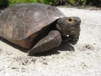Pools, Kayaks, Tennis, Golf Cart & Both Island Clubs Included w/Boat Dock Option Hotels in Captiva