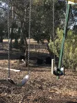 Padthaway Caravan Park - acceptant les animaux