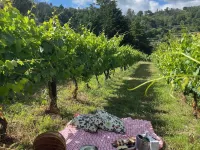 Private Douro- Quinta Das Susandas Hotels in Baiao