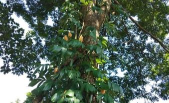Bunjungle Adventures - Housity