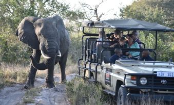 a large elephant is walking next to a jeep with a group of people in it at Tembe Elephant Park