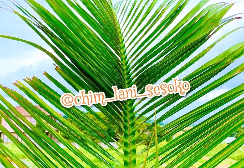 세소코 섬 로그하우스