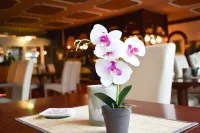 Carea Residenz Hotel Harzhöhe - Spa