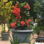 Jacaranda Hotel - Spa
