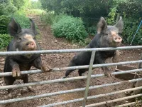 Beautiful Barn on farm in Tamar Valley, Devon.  EV charging included