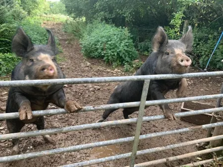 Beautiful Barn on farm in Tamar Valley, Devon.  EV charging included