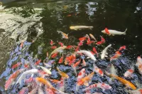 Grand Laguna Hotel & Villa Hotels in Colomadu