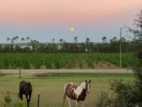 Great views and walking distance to the boat ramp at Lake Seminole!!
