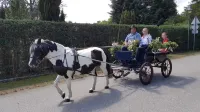 Vacation on the pony farm - Gym