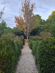 The Blush 1 - Style in the vines