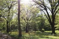 World Cup Matches Just 5 Min Away!  75" TV, King Bed, Lg 1 Acre Yard, Sleeps 8