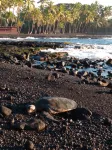 Cozy Ocean View Condo - Great Pool & Short Walk to Punalu'u Beach