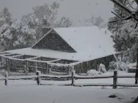 Bush Grove on the snowy river