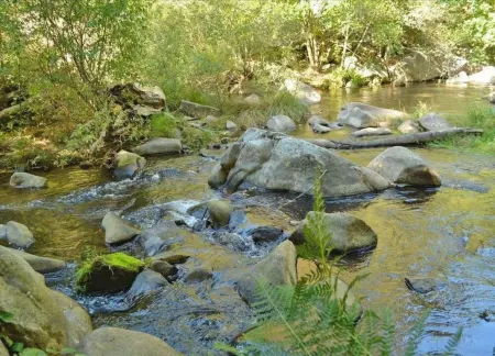 Charming Creekside Cottage! Relax in nature yet only a short walk to town!