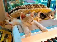 Misato Kinenkan, A Guest House Full of Cats Hotels in Owani