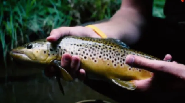 Creek Front Home with Private Access - Perfect for Kayaking, Fishing, and Hiking