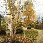 Harbor Springs Cottage In The Woods