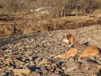 Private tent camping along the Salmon River on 165-acre Farm!